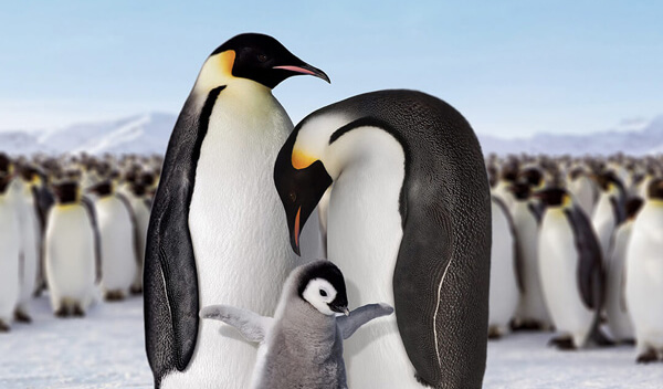 A chick penguins standing in front of her parents on the snow