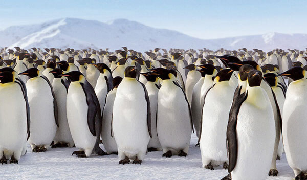 A waddle of penguins standing around on the snow
