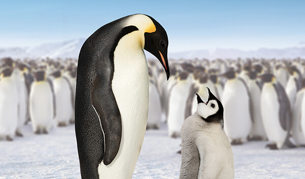 A parent and chick penguin standing in front of a waddle of penguins